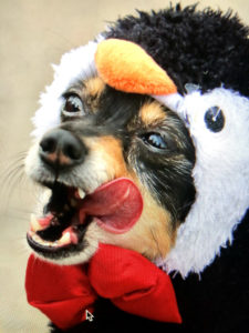 Penguin dog